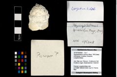 Foto (Objekt + Etikett) von Abyssophthalmus spinosus (Meyer, 1842)  (NHMW-GEO-2014-0194-0952)